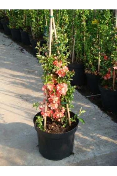 Айва японська Салмон Горизонт в горщику.